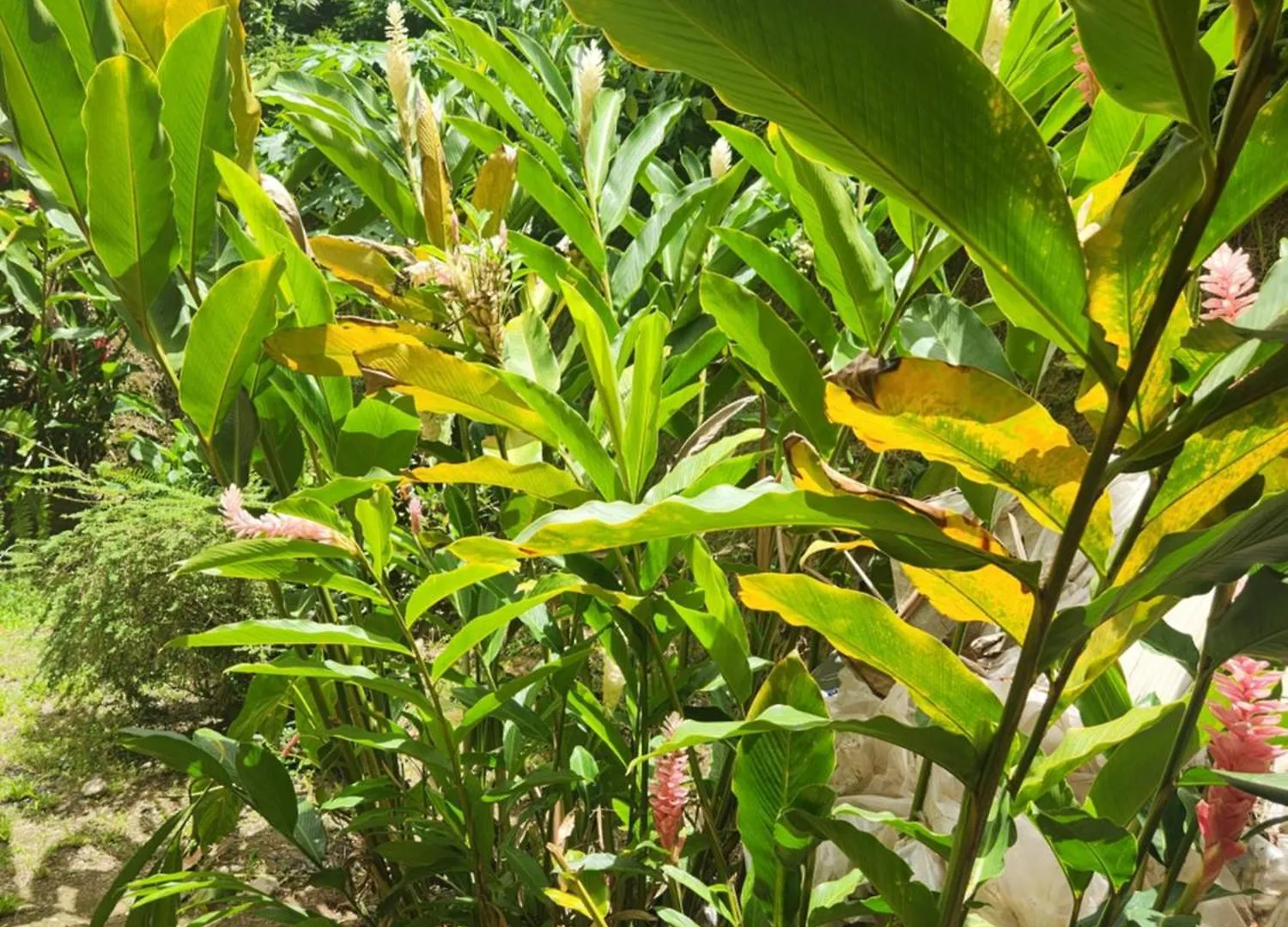 Hilltop View Guesthouse Castries Sainte-Lucie