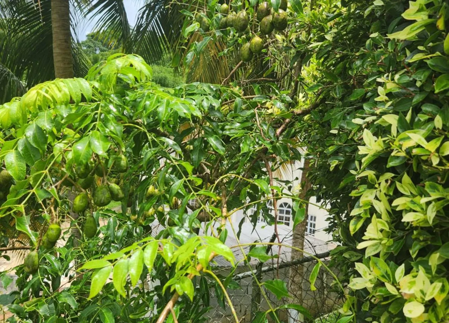 Hilltop View Guesthouse Castries 2*,  Sainte-Lucie